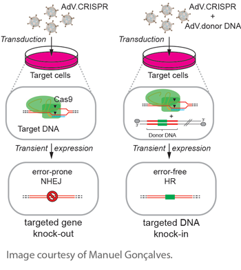 Adenoviral-CRISPR-Cas9-delivery-plasmids-Manuel-Goncalves