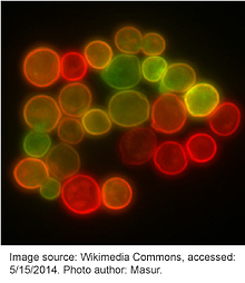 Yeast-membrane-proteins-green-fluorescent-protein-GFP-RFP 酵母膜蛋白GFP RFP