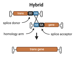 Hybrid-split-AAV