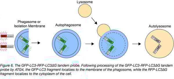 GFP-LC3-RFP-LC3ΔG串联调查