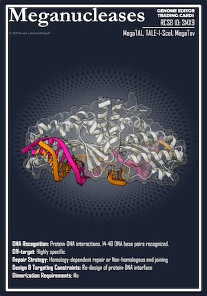 meganuclease交易卡