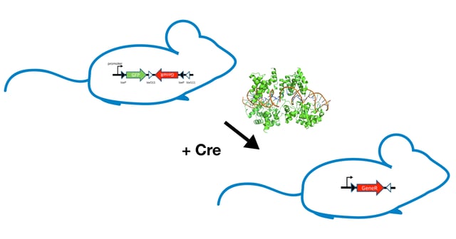 FLEx switches can be used for conditional gene expression in mice FLEx开关可用于小鼠的条件基因表达