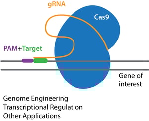 CRISPR-CAS9的关键组分:CAS9内切核酸酶,GRNA,PAM和靶序列。CRISPR应用:基因组工程,转录规则和其他应用。