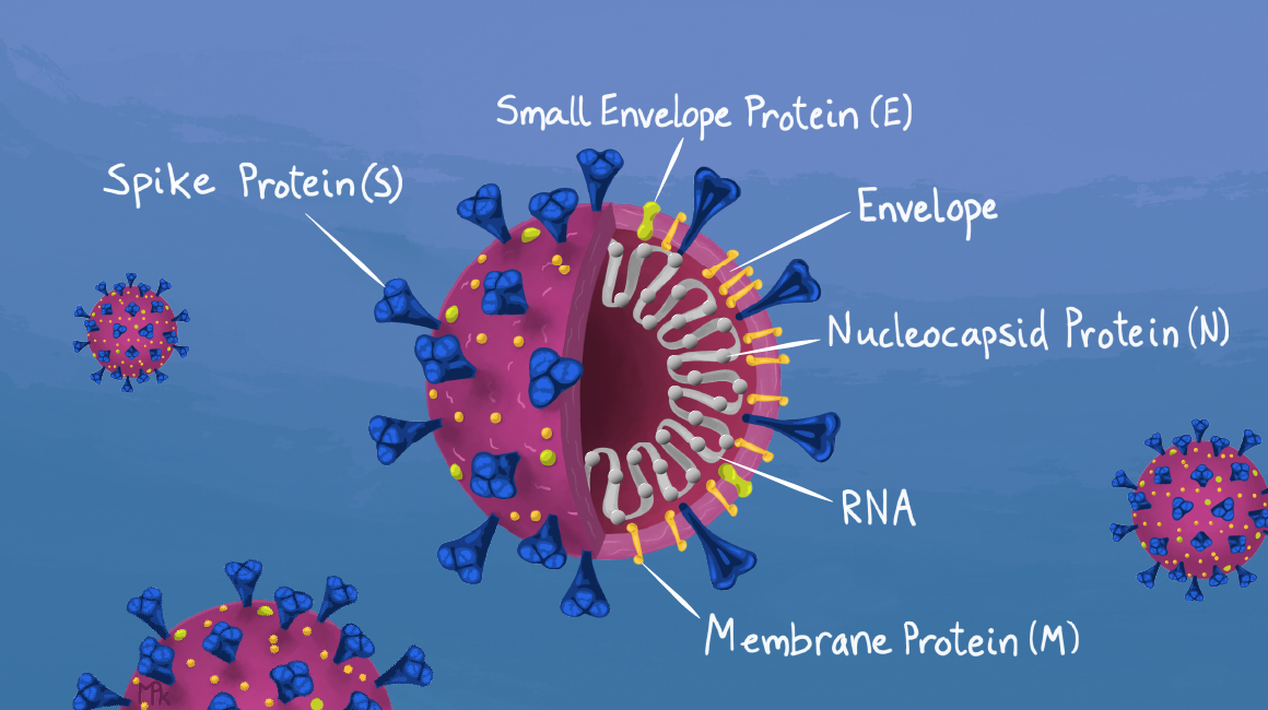 带有蛋白质、包膜和RNA标记的SARS-CoV-2病毒颗粒