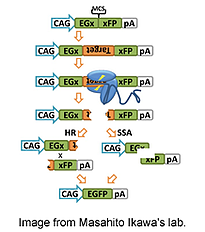 pCAG-EGxxFP质粒用于gRNA验证