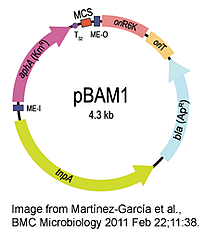 PBAM1质粒图