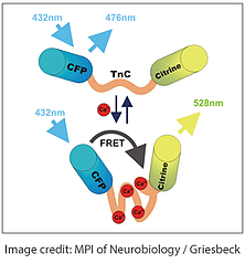 来自addgene的Gresbeck实验室的基于FRET的生物传感器