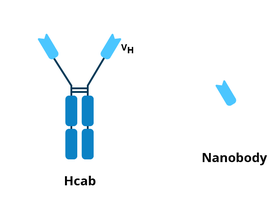 Hcab由Y形重链骆驼科抗体。相比之下,nanobdy只包括变量的片段,Y形的顶部。
