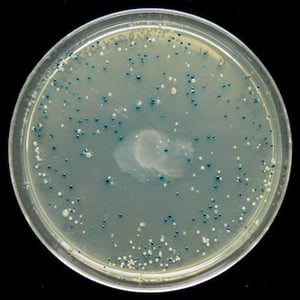 Blue-white_test