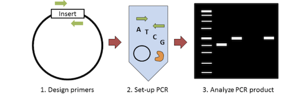 菌落PCR的图形概述。首先设计引物来放大插入物。然后建立PCR，在凝胶上分析PCR产物。