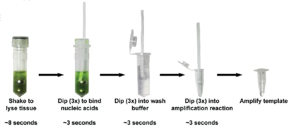 使用纤维素Dipstick纯化DNA的步骤