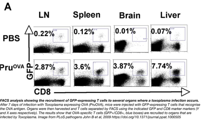 弓形虫感染期间GFP-expression T细胞的FACS分析