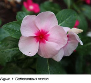 Catharanthus roseus也叫工厂