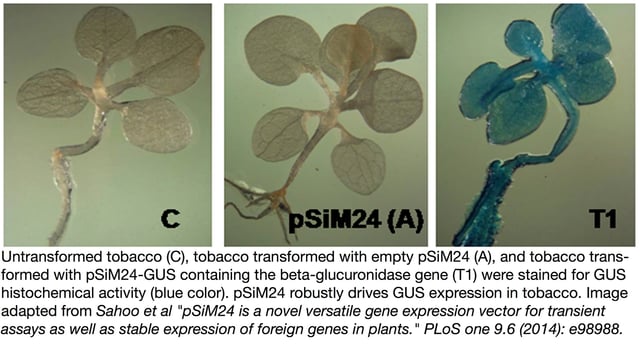 在由二元矢量psim24驱动的烟草植物中的gus表达