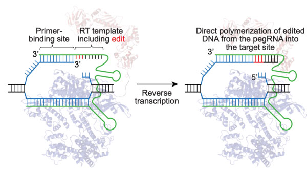 prime-editor-pegRNA-complex-reverse-transcription