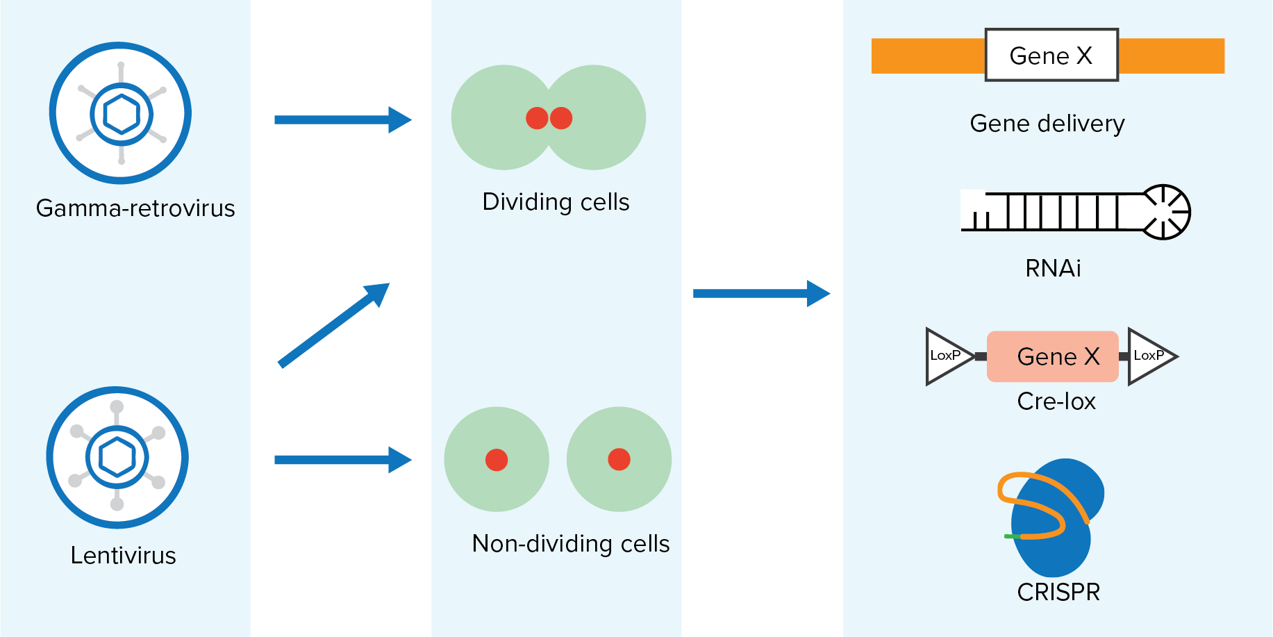 Popular_Retroviral_Vectors_and_Their_uses_in_Scientific_Research_blog