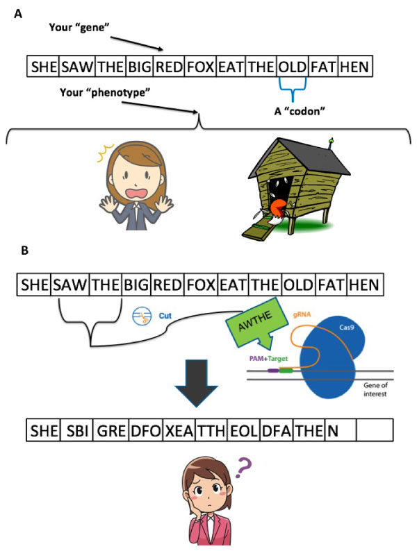 CRISPR-genome-edit
