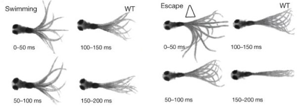 Optogenetics-Zebrafish-Traffic
